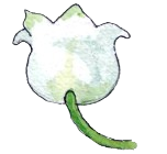 Illustration of a lily of the valley